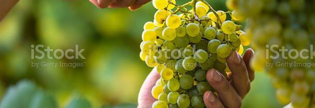 Close up of Worker's Hands Cutting White Grapes from vines during wine harvest in Italian Vineyard.